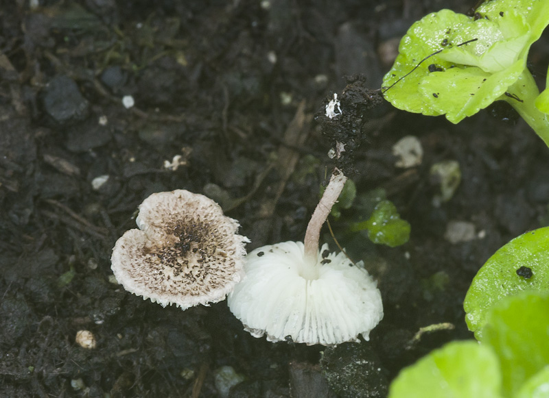 Lepiota rubella